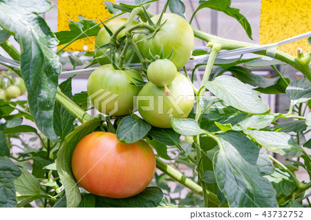 Tomato tomato farmhouse vinyl house 43732752