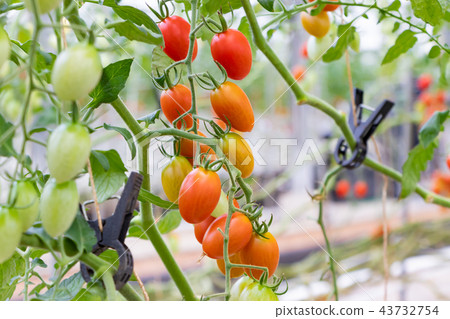 Tomato tomato farmhouse vinyl house 43732754