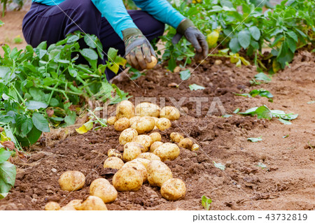Potato field potato field harvest 43732819