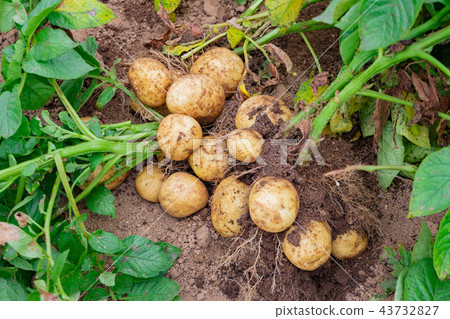 土豆領域土豆領域收穫 43732827