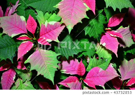 Colorful poinsettia 43732853
