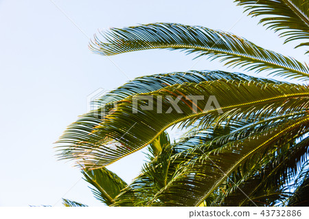 Satetsu Cluster Amami Oshima Satetsu Cluster Amami Oshima 43732886