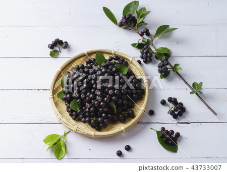 Aronia Aronia 43733007
