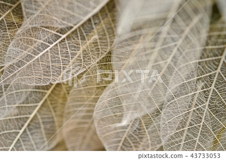 Delicate leaves 43733053