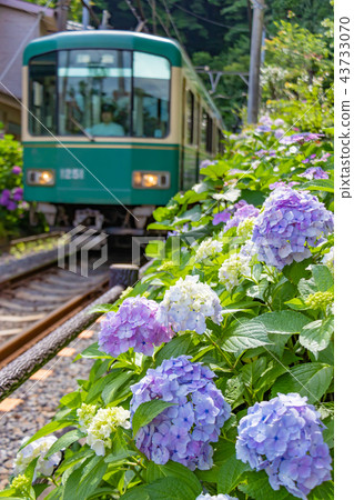 初夏的Enoden和繡球花 43733070