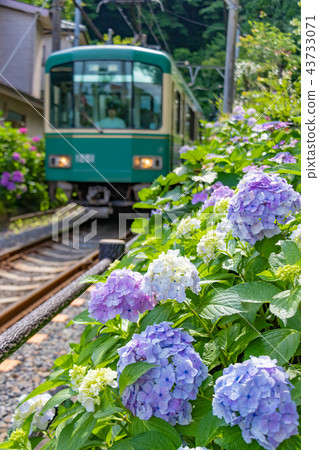 初夏的Enoden和繡球花 43733071