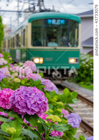 Enoden and hydrangea in early summer Enoden and hydrangea in early summer 43733079