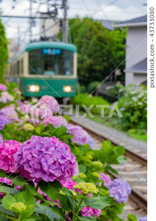 Enoden and hydrangea in early summer 43733080