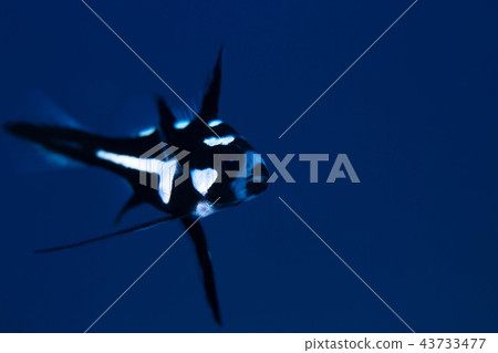 Hohos Dammy 43733477