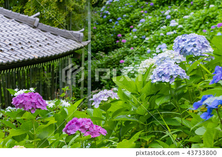 神奈川縣鎌倉市長谷寺的繡球花 43733800