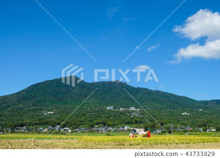 Rice harvesting in the foothills of Tsukuba 43733829