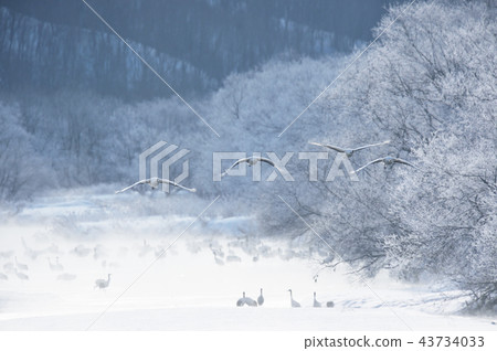 Tancho(北海道·Tsurui)從被冰包圍的棲息處飛行 Tancho(北海道·Tsurui)從被冰包圍的棲息處飛行 43734033