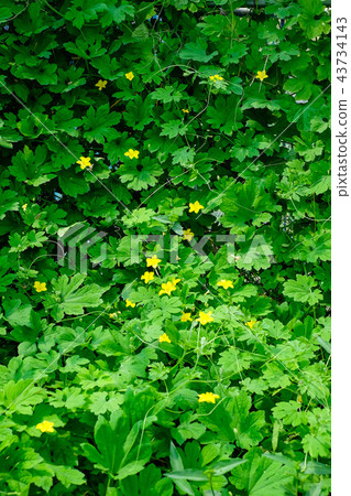 Bitter gourd green curtain 43734143