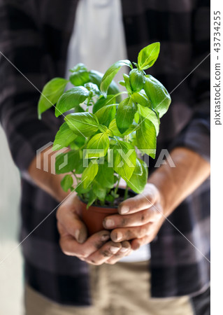 Gardener with a pot of basil Gardener with a pot of basil 43734255
