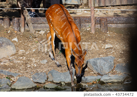 來自神戶動物王國的Sitatunga 來自神戶動物王國的Sitatunga 43734472