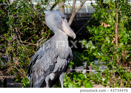 Kobe animal kingdom's eagle 43734476