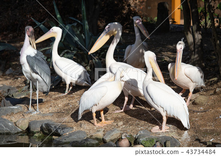 鵜鶘在神戶動物王國 鵜鶘在神戶動物王國 43734484