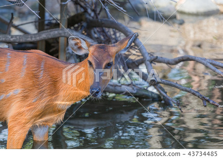 來自神戶動物王國的Sitatunga 來自神戶動物王國的Sitatunga 43734485