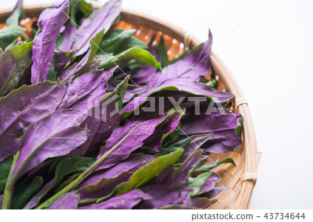 Kintoki草 Kintoki草 43734644