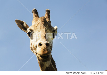 Portrait of a curious giraffe on a blue sky background. 43734705