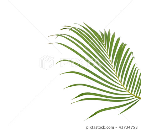 green palm leaf on white background 43734758