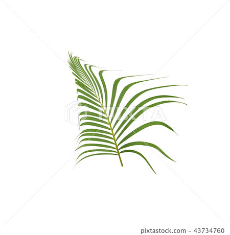 green palm leaf on white background 43734760