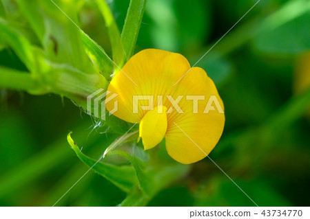 Peanut flower 43734770