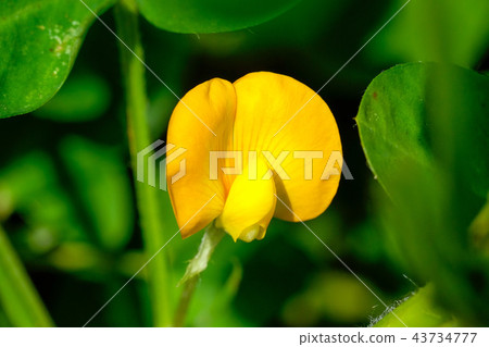 Peanut flower Peanut flower 43734777