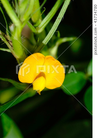 Peanut flower Peanut flower 43734780