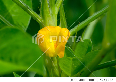 Peanut flower Peanut flower 43734782
