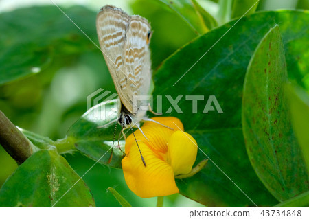 花生花和sseli蝴蝶 43734848