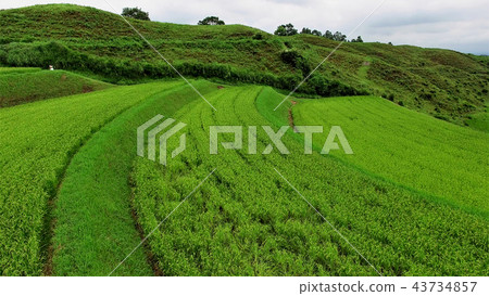 Oganada rice fields in mountainous mountain villages 100 selected terraced rice fields nationwide Aso-gun, Kumamoto prefecture 43734857