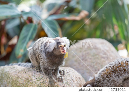Common marmoset of Kobe Animal Kingdom Common marmoset of Kobe Animal Kingdom 43735011