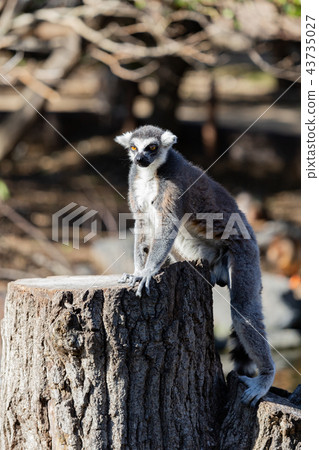 Ring-tailed lemurs at Kobe Animal Kingdom Ring-tailed lemurs at Kobe Animal Kingdom 43735027