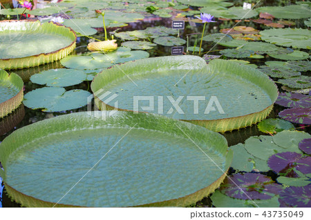 Kobe Otomonibasu of animal kingdom 43735049