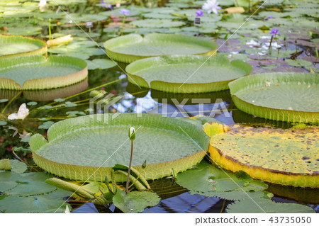 Kobe Otomonibasu of animal kingdom Kobe Otomonibasu of animal kingdom 43735050