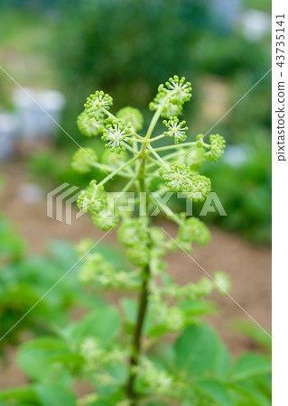Udo花單花Uto花 Udo花單花Uto花 43735141
