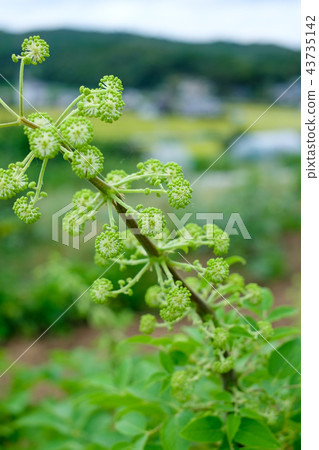 Udo花單花Uto花 43735142