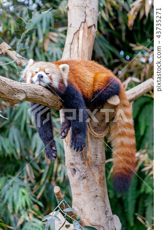 Kobe Ontario Kingdom Redress Panda 43735271
