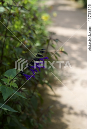 夏天的花朵 43735296
