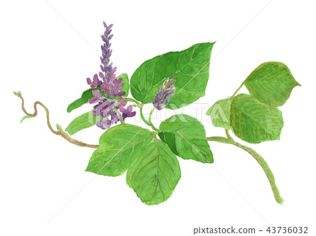 Pueraria montana var. Lobata 43736032