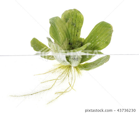 Pistia stratiotes in studio Pistia stratiotes in studio 43736230