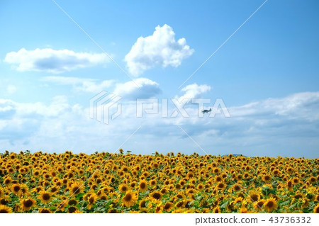 向日葵和飛機“大空町” 43736332
