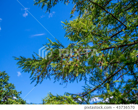 [Izu] Japanese garden pine and pine cones [Shuzenji Niji no Sato] 43736570