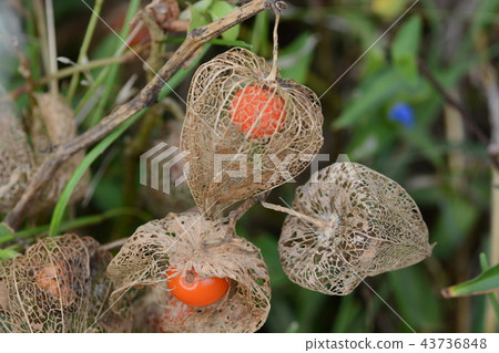 地面櫻桃 43736848