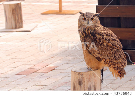 孟加拉Eagleworm 43736943