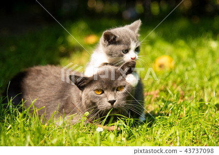 Cat with the baby kitten on grass 43737098
