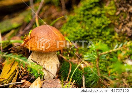 Boletus edulis edible mushroom in the forest 43737100