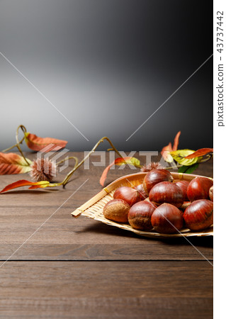 Harvesting food chestnut autumn 43737442