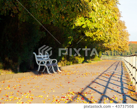 bench under the chestnut trees bench under the chestnut trees 43737508